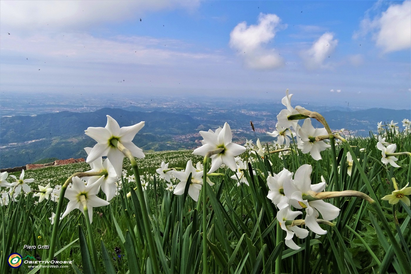 58 I narcisi sono rivolti verso il sole, dal monte guardano la pianura....JPG